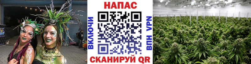 Марихуана сатива  Купить  Химки 